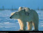 Polar bear carrying baby