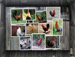 Framed Roosters