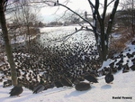 So many ducks