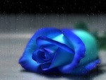 blue rose