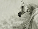 White Horse