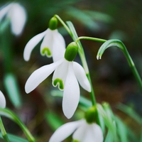 snowdrop