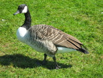 Canada Goose