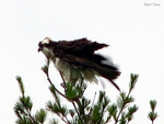 Osprey