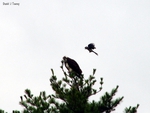 Osprey and Bluejay