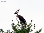 Osprey and Bluejay