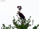 Osprey and Bluejay