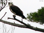 Perched Osprey