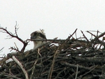 Nesting Osprey