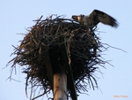 Nesting Osprey