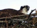 Nesting Osprey