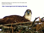 Osprey on webcam