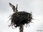 Osprey Landing on Nest