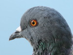 Pidgeon Eye