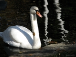 Swan