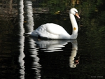 Swan