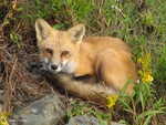 Fox
