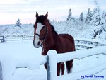 Winter Horse