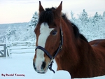 Winter Horse Portait