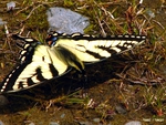 Black and Yellow Butterfly