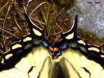 Black and Yellow Butterfly