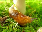 slug