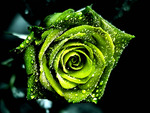 Green rose