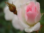 Pink rose