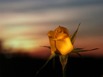 Yellow rose