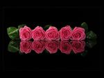 Pink roses