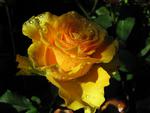 Yello rose