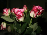 Pink roses