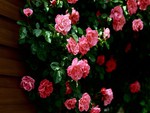 Pink roses