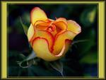 Yellow rose