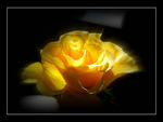 Yellow rose