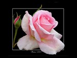 Pink rose