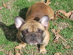 Black Mask Fawn French Bulldog