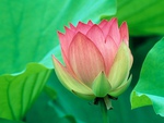 Lotus flower