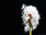 dandelion wish