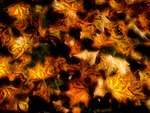 Autumn Leaves