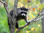 coon in a tree