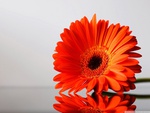 gerbera daisies