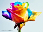 the rose of many colours