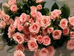 Pink roses