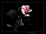 Pink rose