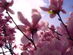 Pink Magnolias