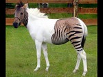 Unique Zebra