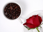 coffe grains & rose