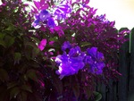 My backyard Purple Flowers