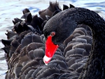 THE BEAUTY OF BLACK SWAN